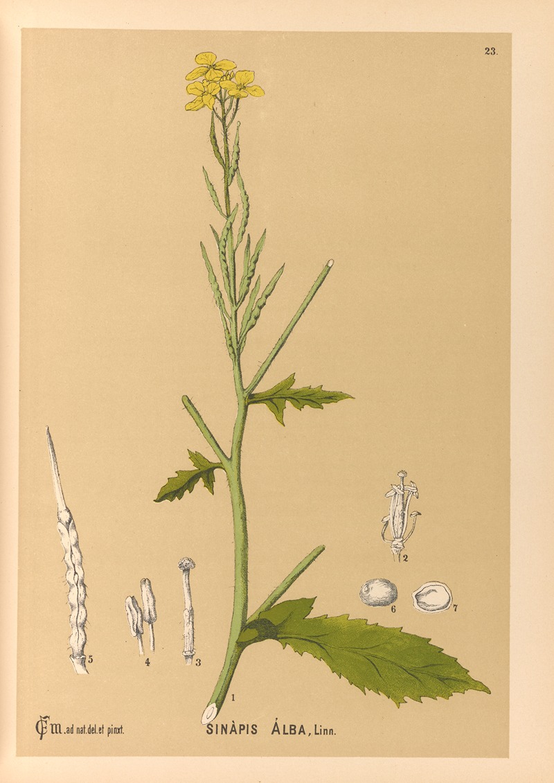 Medicinal Plants Pl.116 by Charles Frederick Millspaugh, 1892 — digital art print download