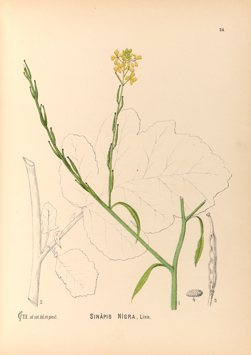 Medicinal Plants Pl.117 by Charles Frederick Millspaugh, 1892 — digital art print download