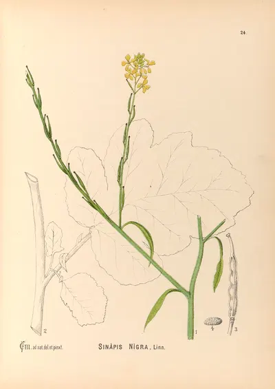 Medicinal Plants Pl.117 by Charles Frederick Millspaugh, 1892 — digital art print download
