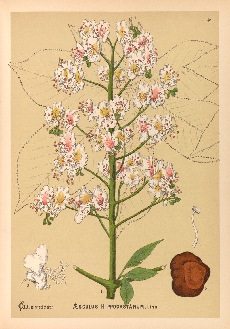 Medicinal Plants Pl.136 by Charles Frederick Millspaugh, 1892 — digital art print download