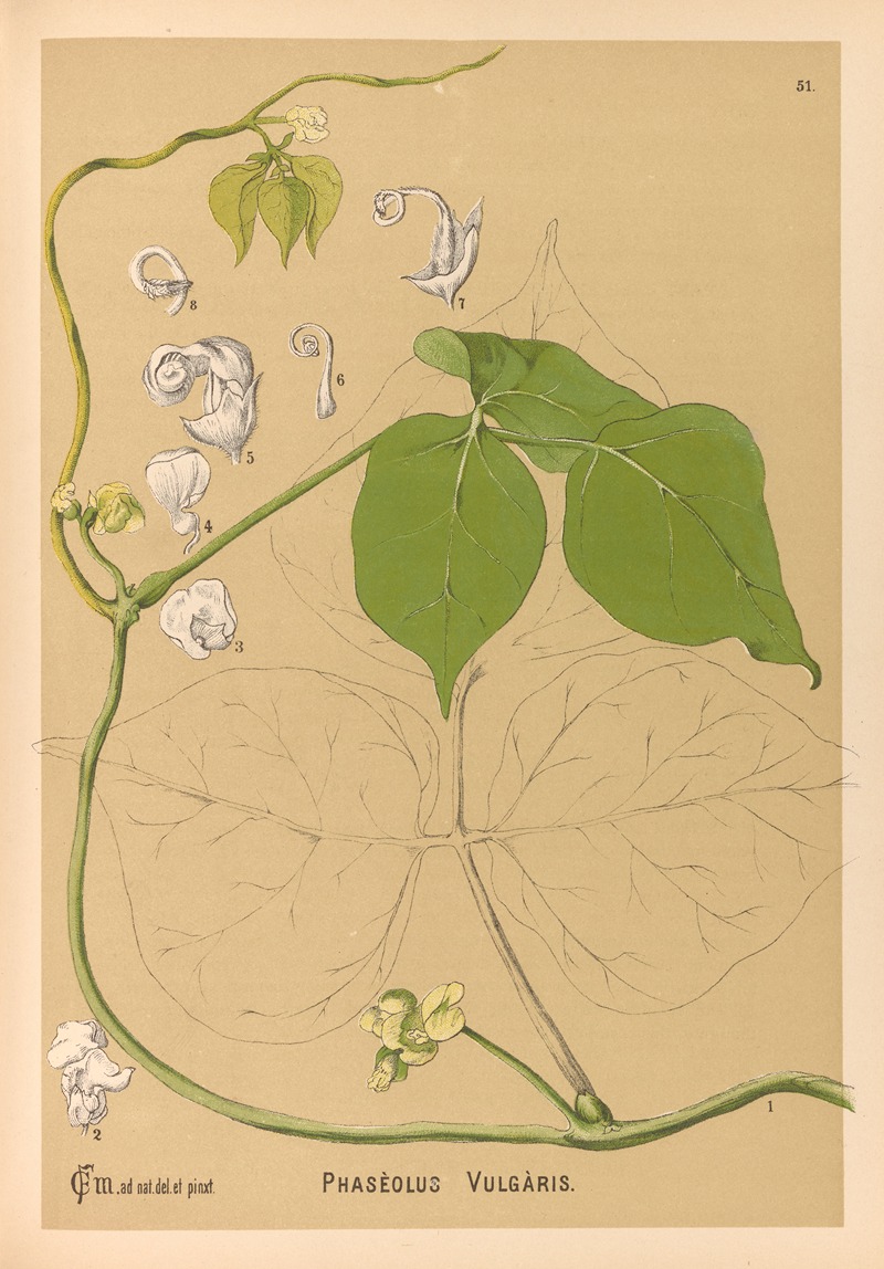 Medicinal Plants Pl.144 by Charles Frederick Millspaugh, 1892 — digital art print download