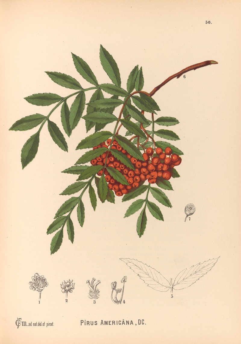 Medicinal Plants Pl.149 by Charles Frederick Millspaugh, 1892 — digital art print download