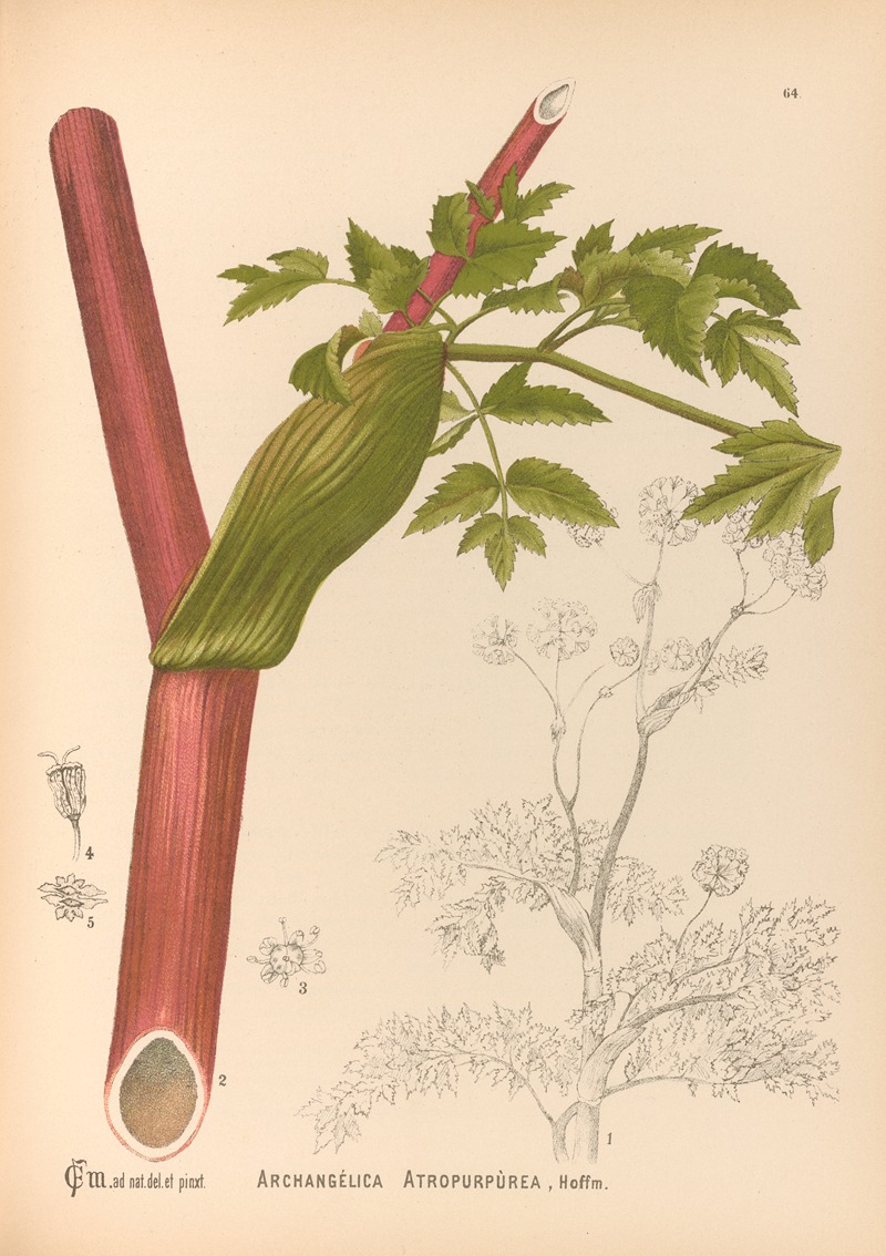 Medicinal Plants Pl.157 by Charles Frederick Millspaugh, 1892 — digital art print download