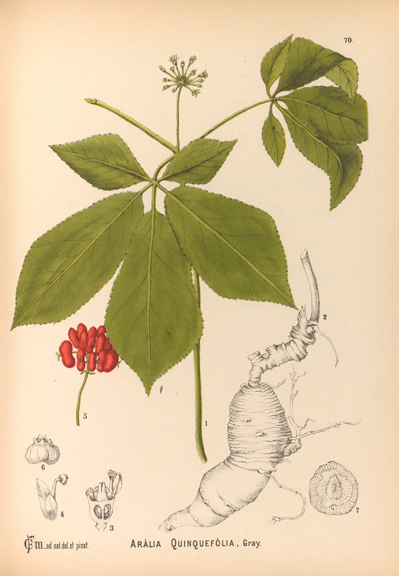 Medicinal Plants Pl.163 by Charles Frederick Millspaugh, 1892 — digital art print download