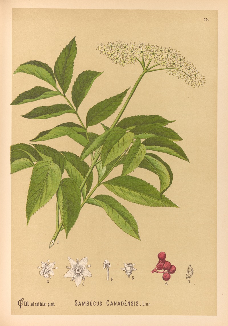 Medicinal Plants Pl.168 by Charles Frederick Millspaugh, 1892 — digital art print download