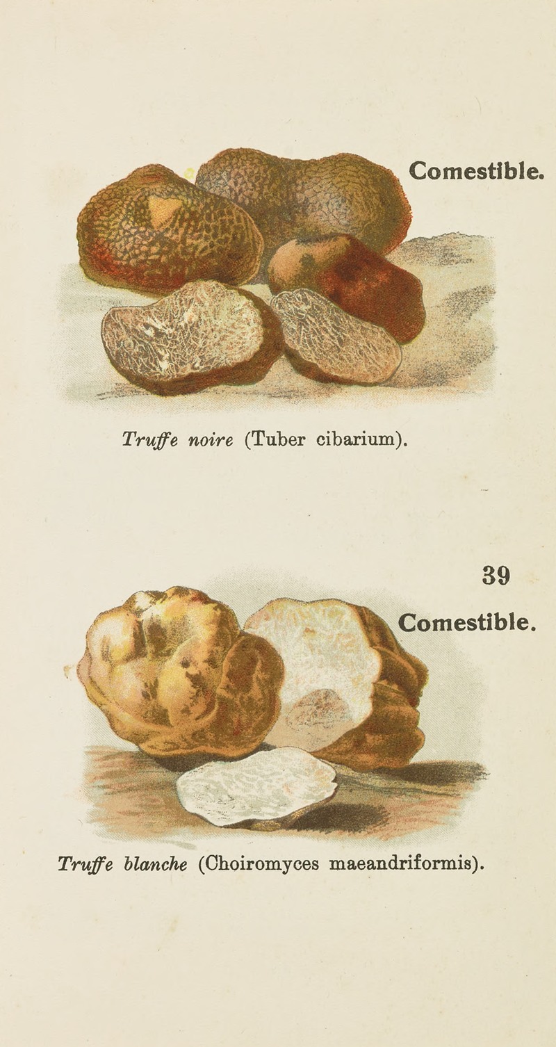 Petit atlas des champignons Pl.1 — Delachaux & Niestlé