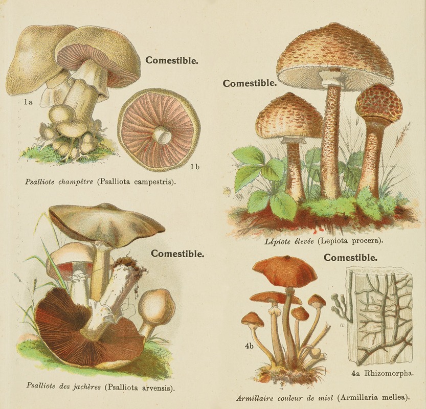 Petit atlas des champignons Pl.10 — Delachaux & Niestlé
