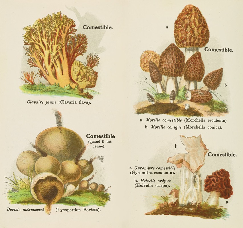 Petit atlas des champignons Pl.2 by Delachaux & Niestlé, 1900 — digital art print download