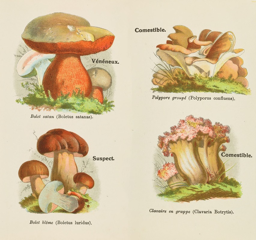 Petit atlas des champignons Pl.3 by Delachaux & Niestlé, 1900 — digital art print download