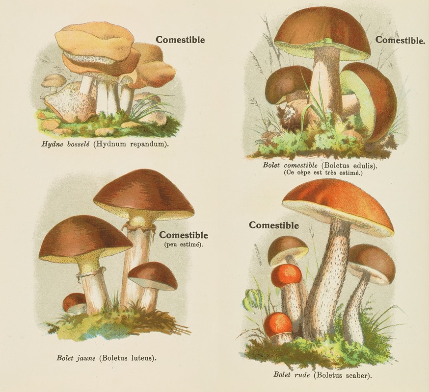 Petit atlas des champignons Pl.4 by Delachaux & Niestlé, 1900 — digital art print download