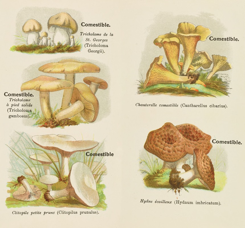 Petit atlas des champignons Pl.5 — Delachaux & Niestlé