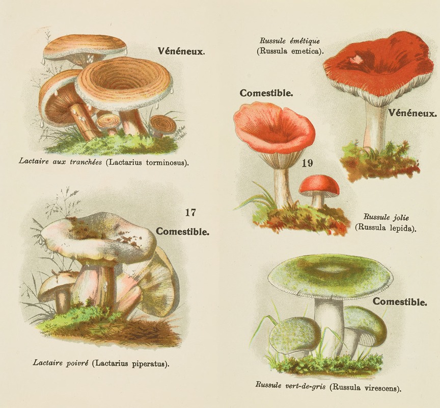 Petit atlas des champignons Pl.6 — Delachaux & Niestlé