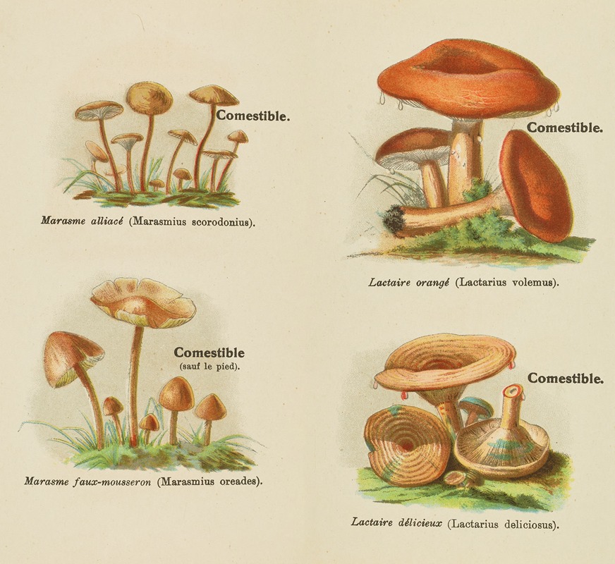 Petit atlas des champignons Pl.7 — Delachaux & Niestlé