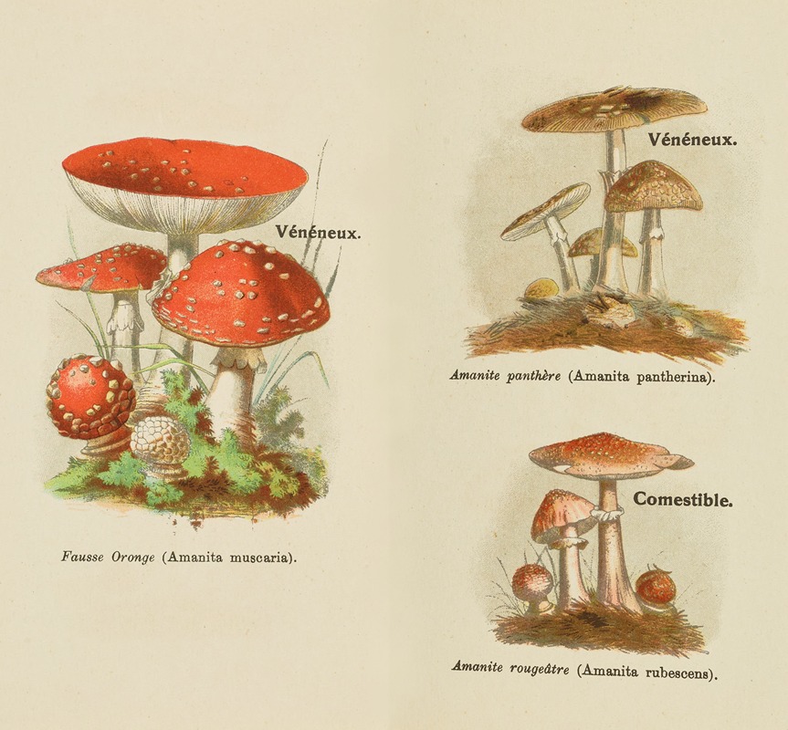 Petit atlas des champignons Pl.8 — Delachaux & Niestlé