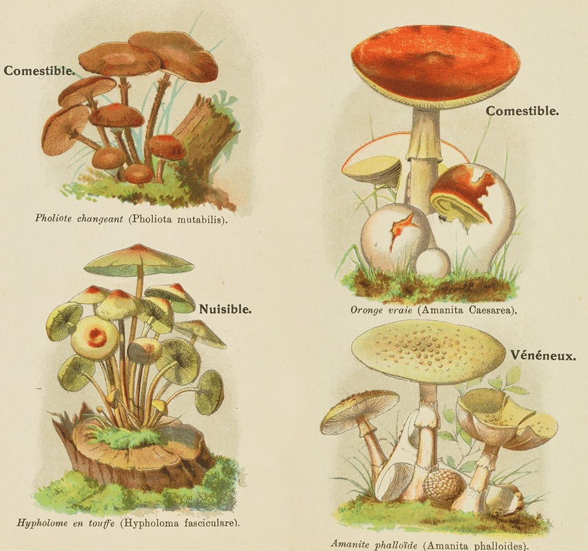 Petit atlas des champignons Pl.9 by Delachaux & Niestlé, 1900 — digital art print download