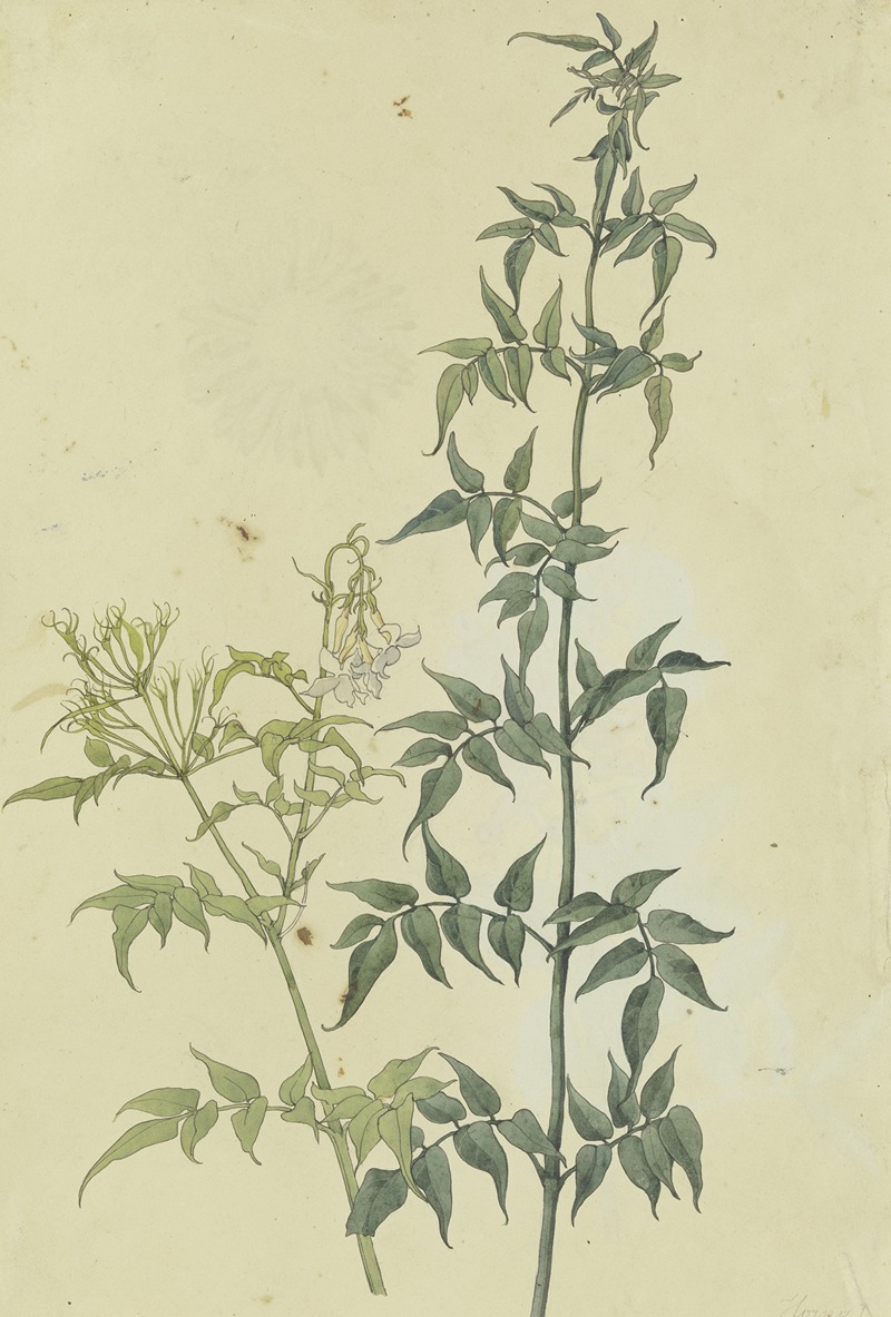 Zwei Jasminzweige by Франц Теобальд Хорни, 1817 — digital art print download