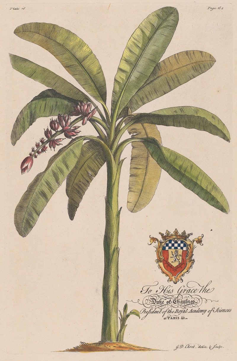 The Banana Tree by Georg Dionysius Ehret, 1750 — digital art print download
