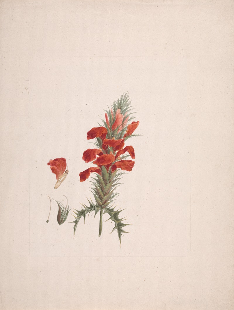 Acanthus Sennii Chiov. by Luigi Balugani — digital art print download