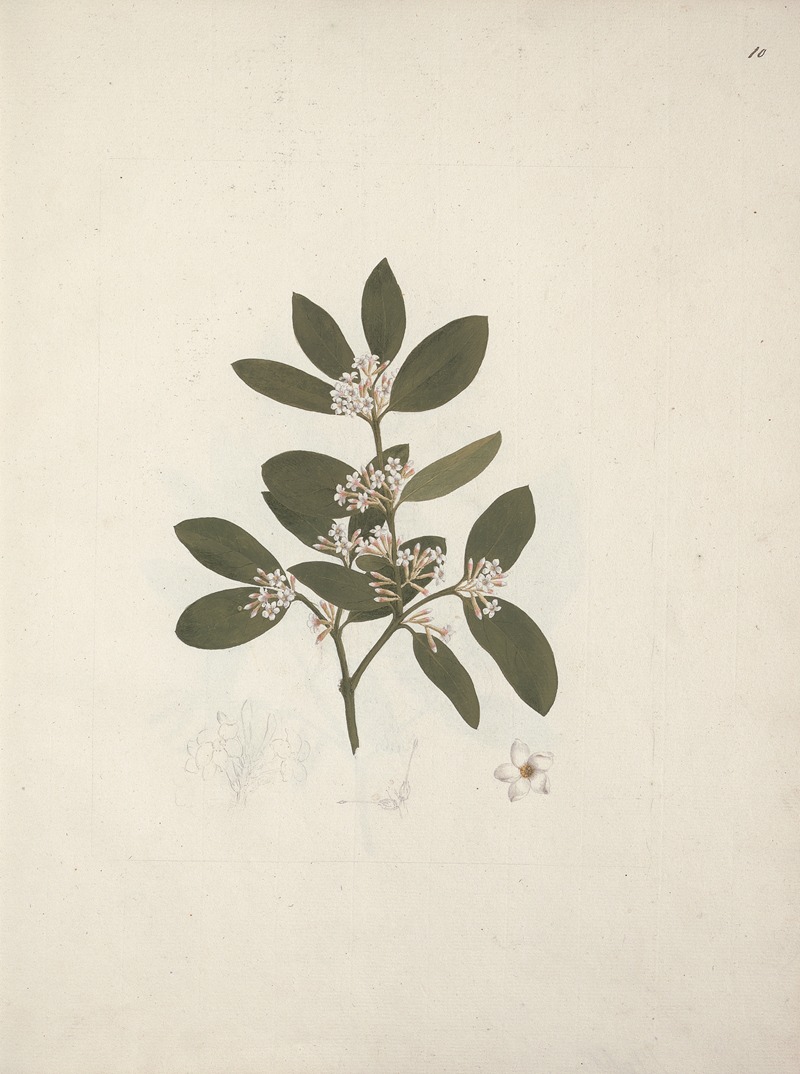 Acokanthera schimperi (DC) Schweinfurth by Luigi Balugani — digital art print download