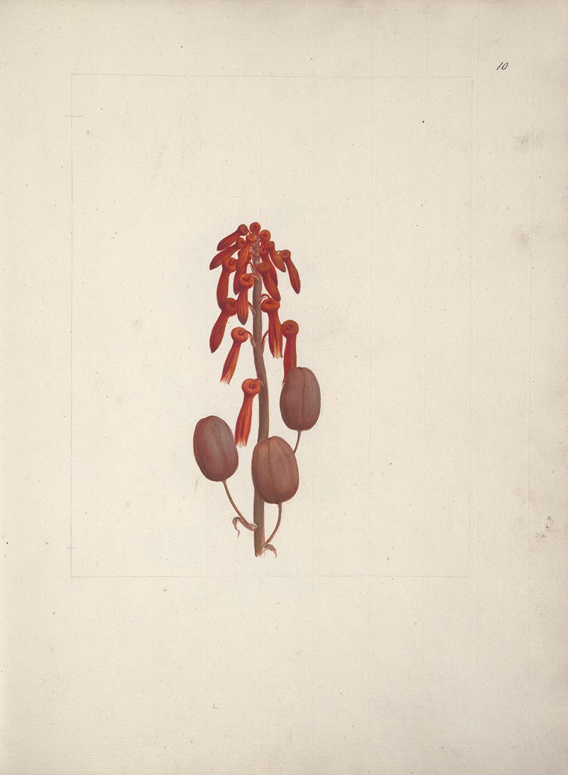 Aloe macrocarpa Todaro by Luigi Balugani — digital art print download
