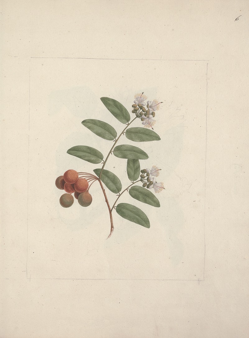 Capparis tomentosa Lam. by Luigi Balugani — digital art print download