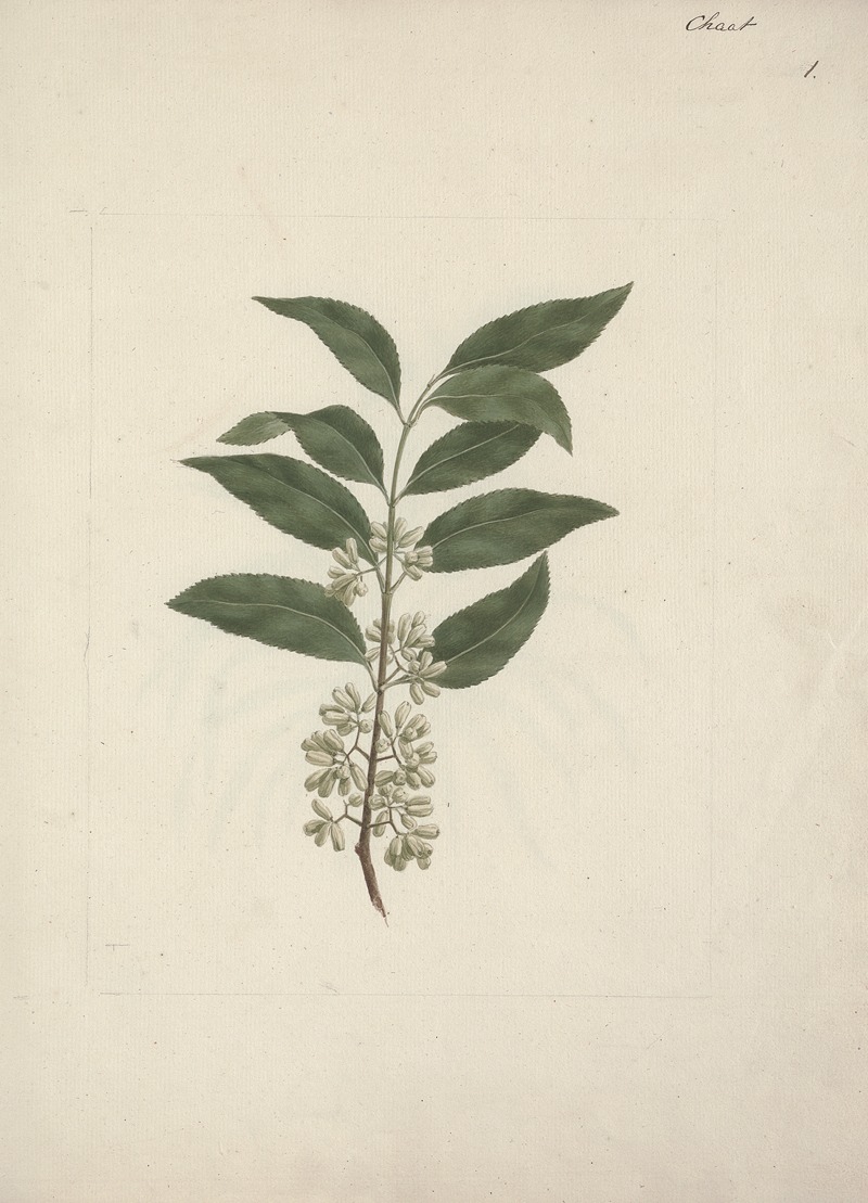 Catha edulis Forssk. — Luigi Balugani