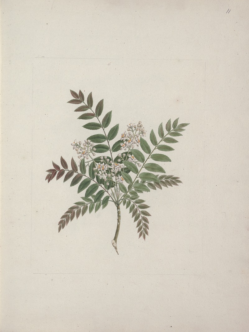 Clausena anisata (Willd) Benth. — Luigi Balugani