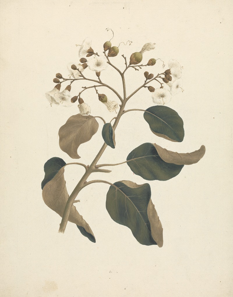 Cordia abyssinica. by Luigi Balugani — digital art print download
