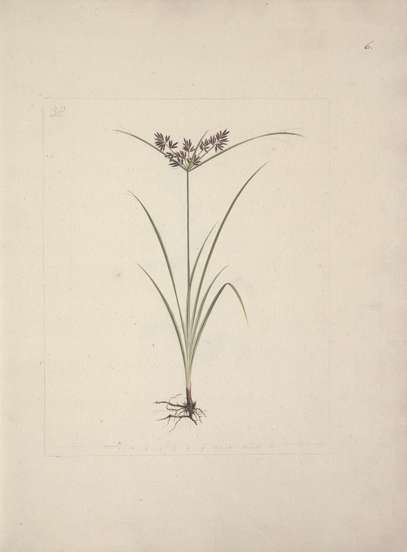 Cyperus esculentus L. by Luigi Balugani — digital art print download