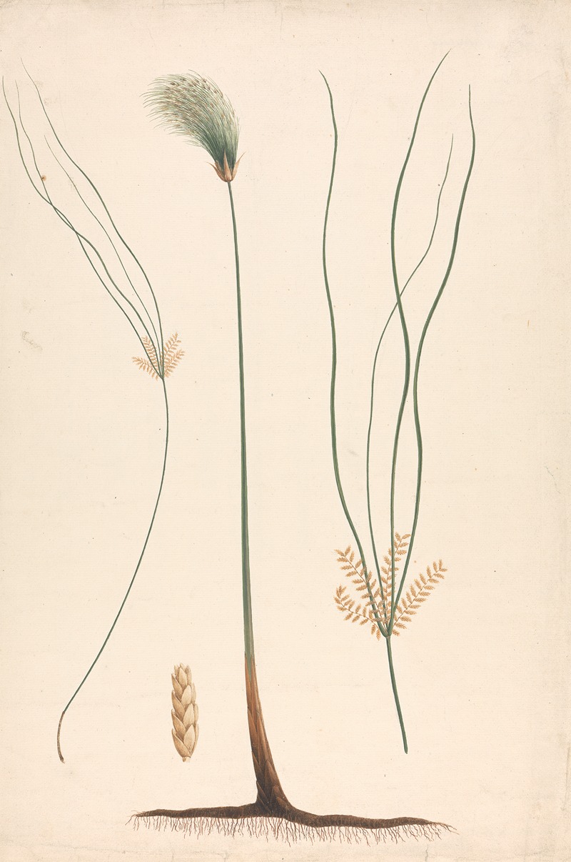 Cyperus papyrus L. by Luigi Balugani — digital art print download