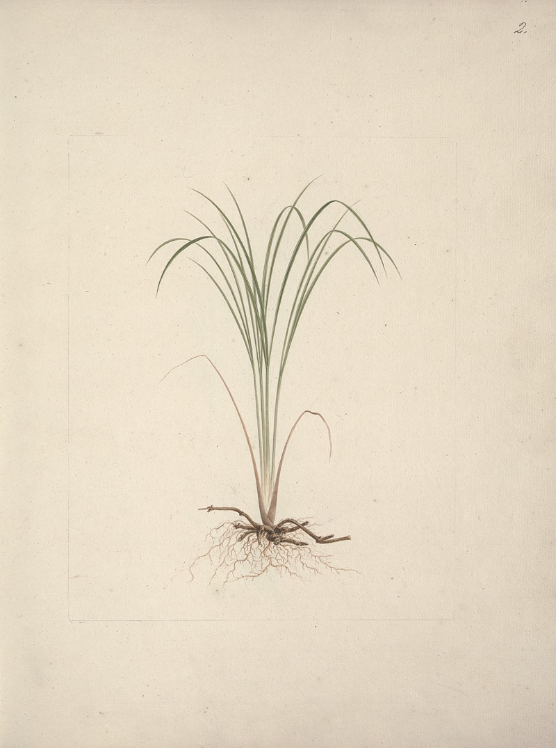 Cyperus species 1 by Luigi Balugani — digital art print download