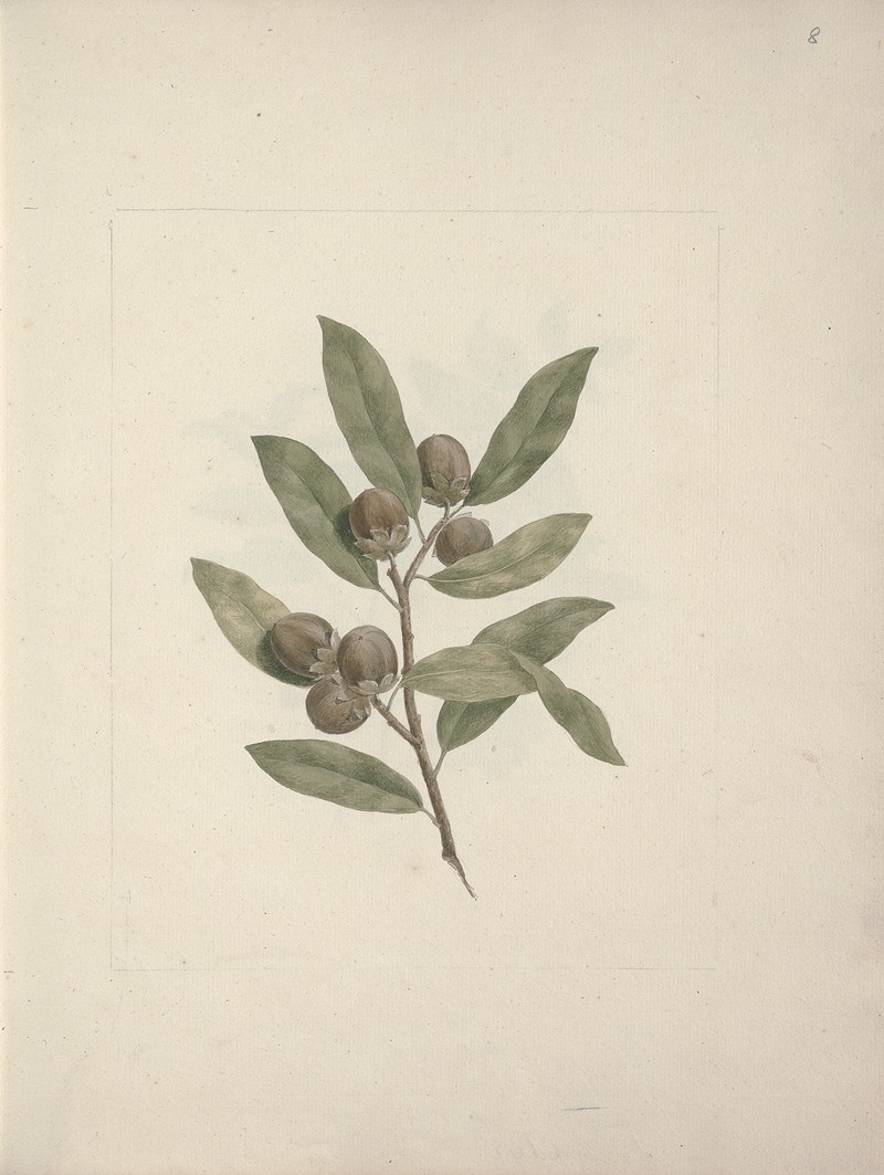 Diospyros mespiliformis A. DC. — Luigi Balugani