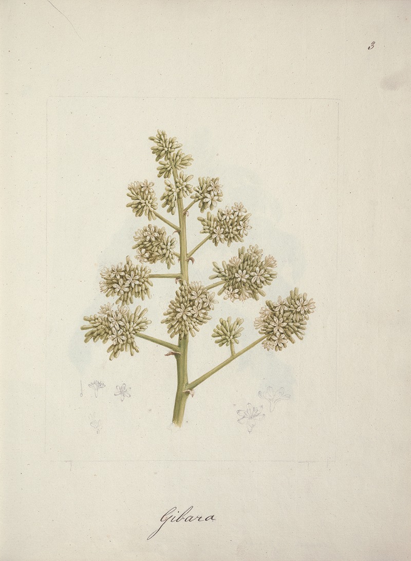 Dracaena steudneri Engl. by Luigi Balugani — digital art print download