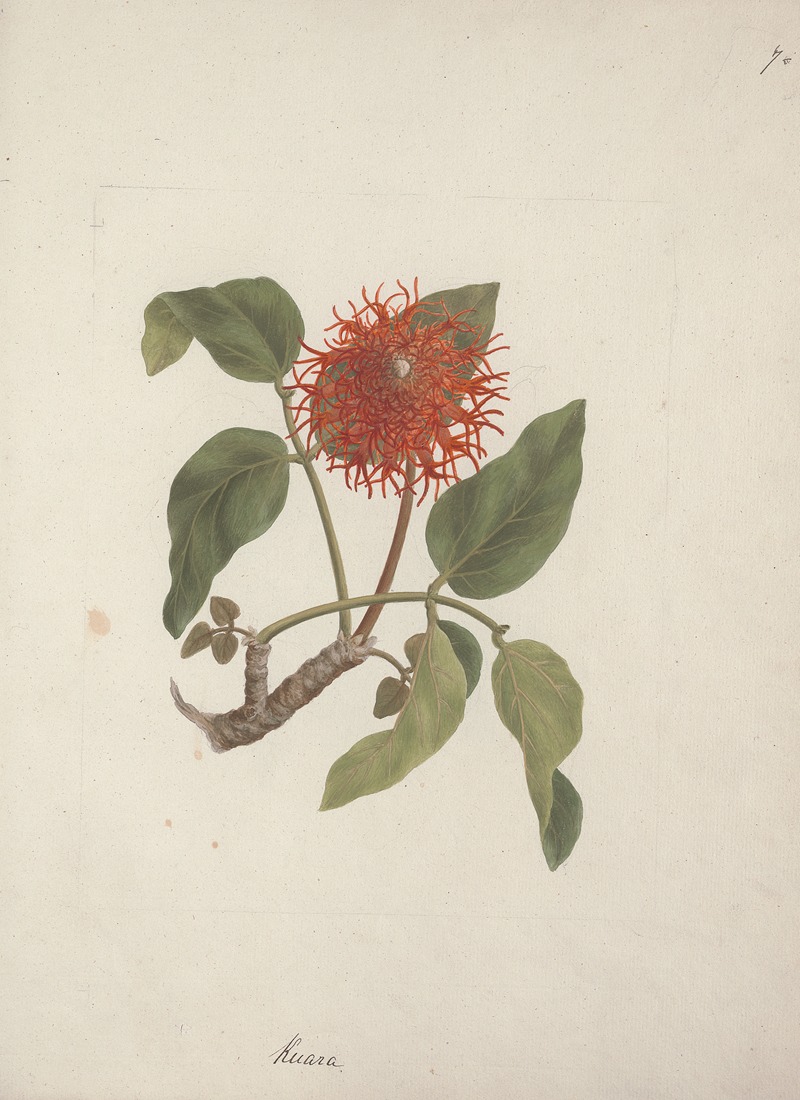 Erythrina abyssinica DC. — Luigi Balugani