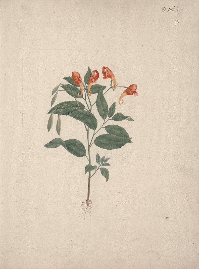 Impatiens rothii Hook. f. — Luigi Balugani