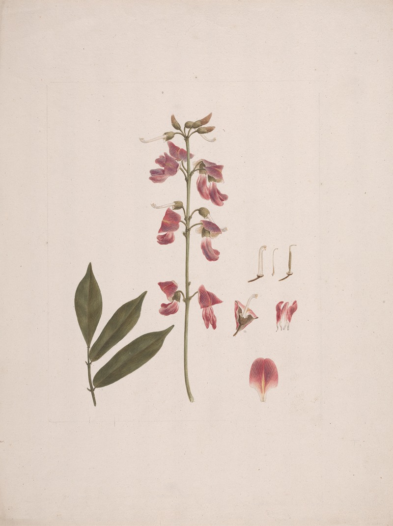 Millettia ferruginea (Hochst.) Baker — Luigi Balugani