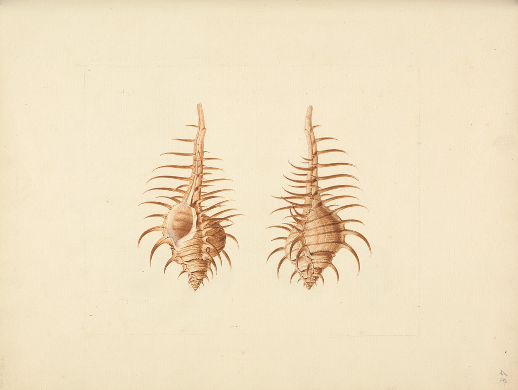 Murex pecten by Luigi Balugani — digital art print download