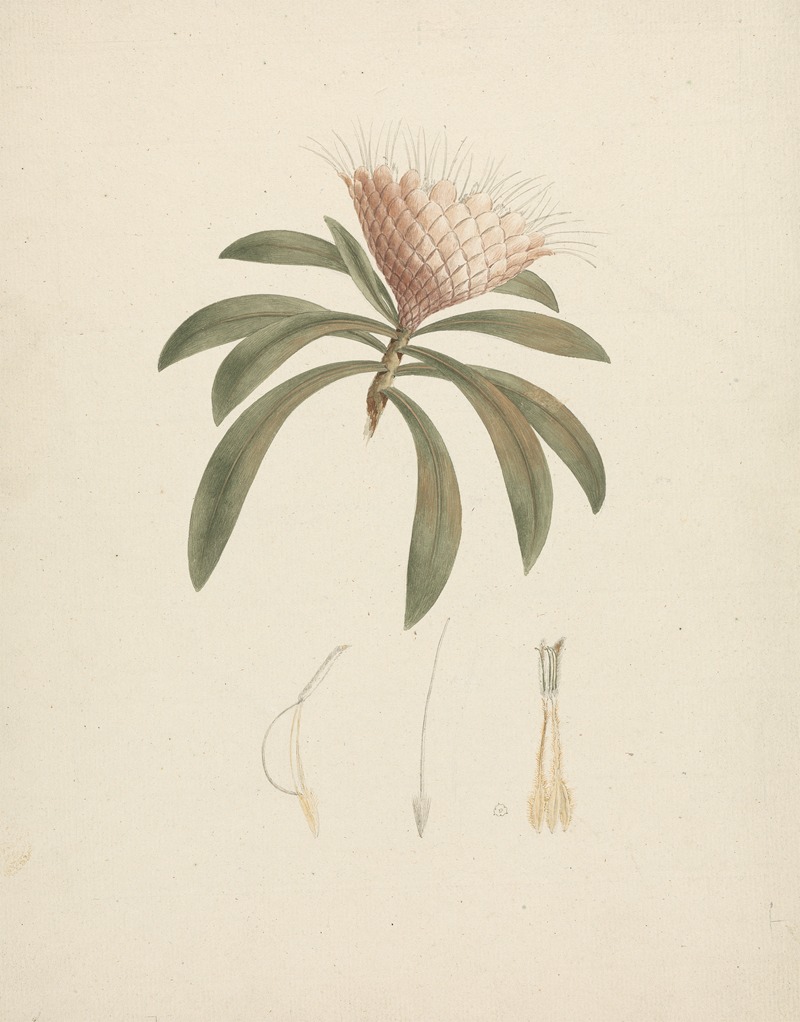 Protea gaguedi J.F. Gmel. — Luigi Balugani