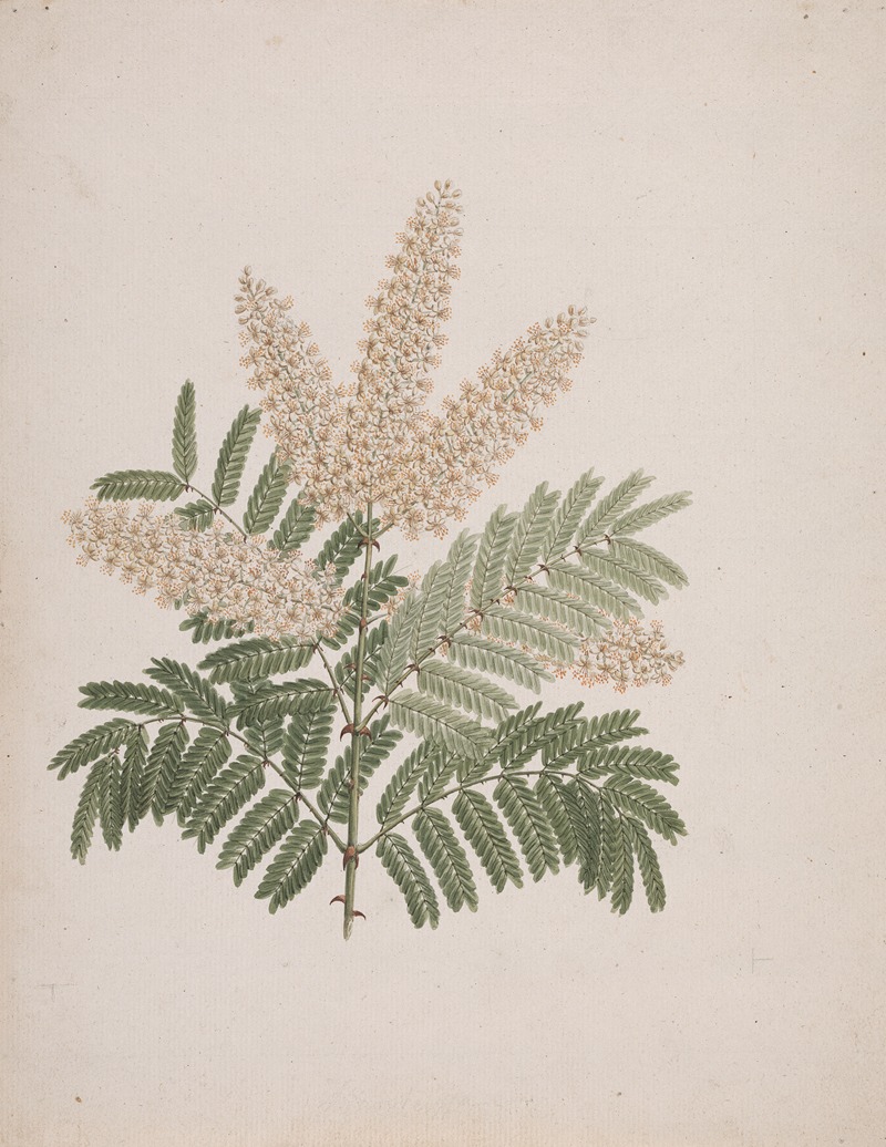 Pterolobium stellatum — Luigi Balugani