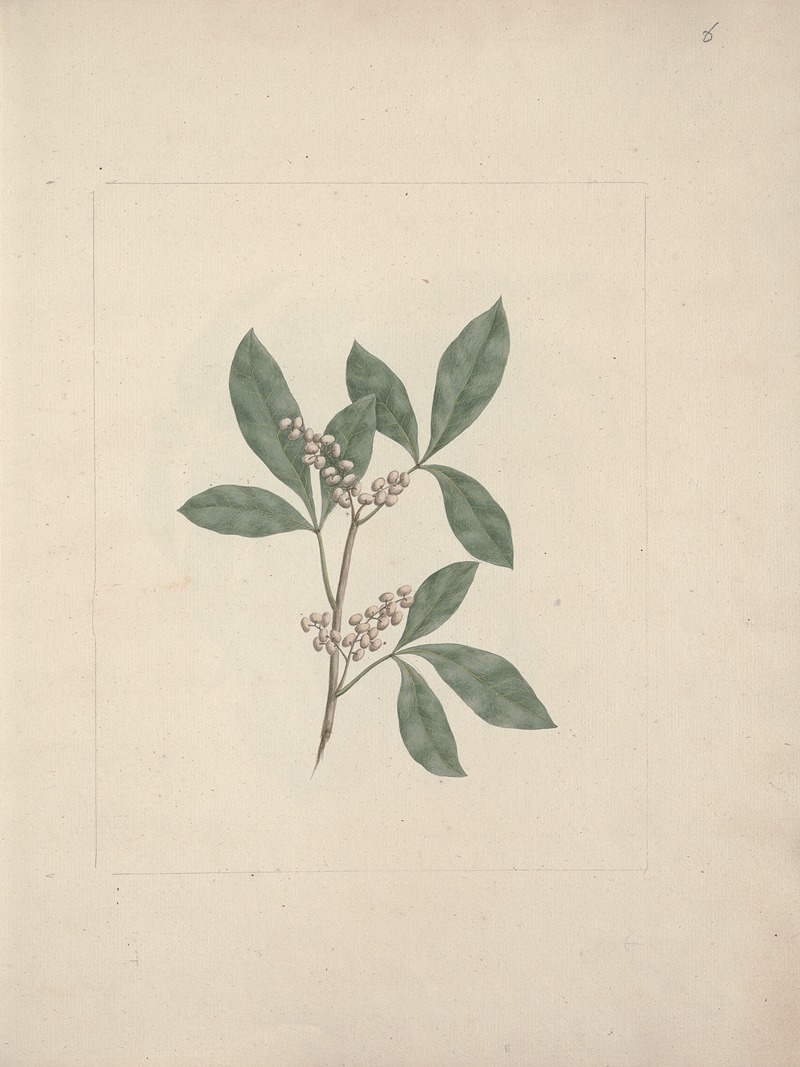 Rhus glutinosa A. Rich by Luigi Balugani — digital art print download