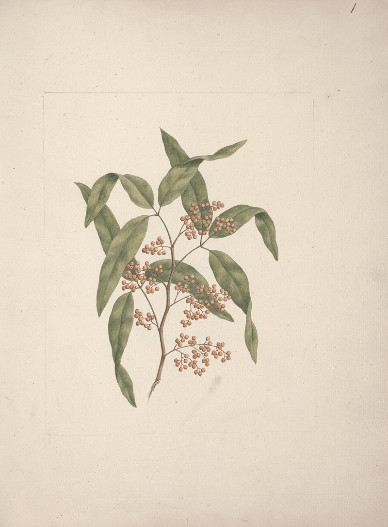 Rhus retinorrhoea Oliver by Luigi Balugani — digital art print download