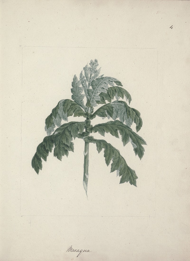 Senecio gigas Vatke by Luigi Balugani — digital art print download
