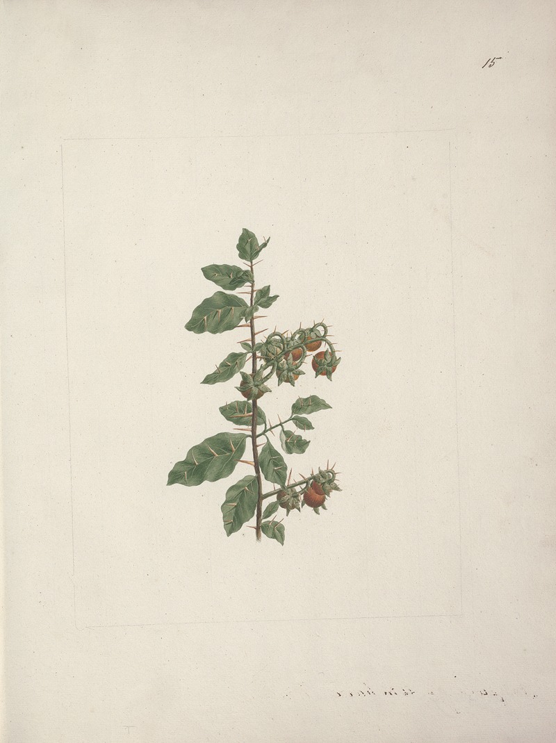 Solanum piperiferum A. Rich. — Luigi Balugani