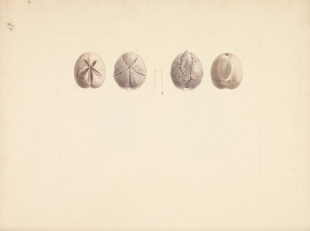 Unidentified Sand Dollar by Luigi Balugani — digital art print download