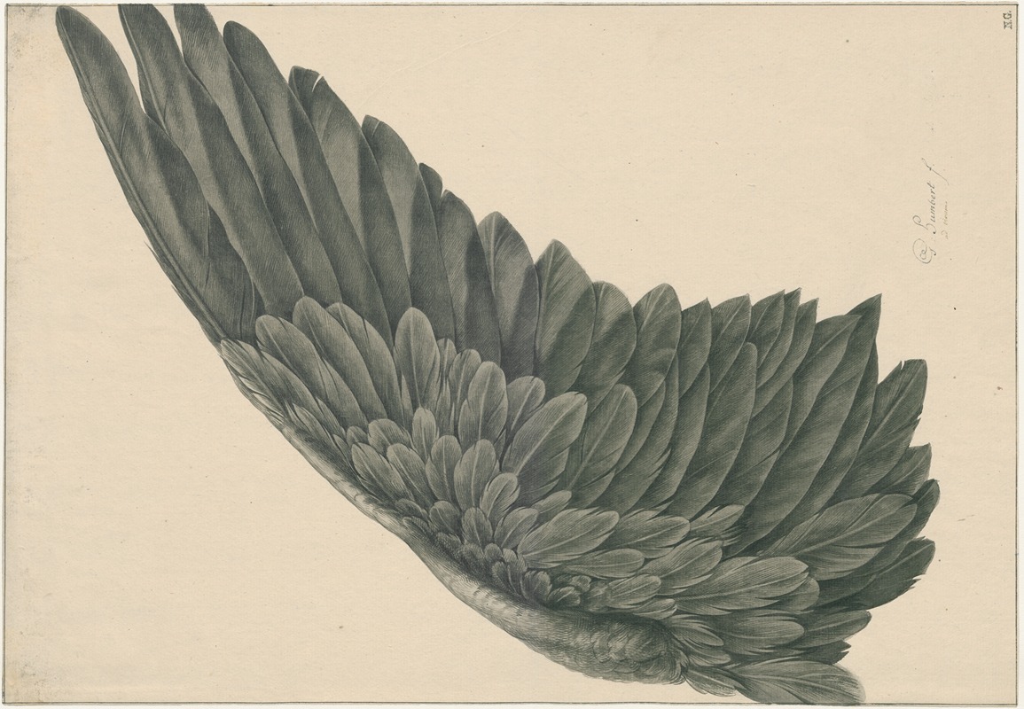Vogelvlerk (linker-vleugel) 'ad vivum' — David Humbert de Superville