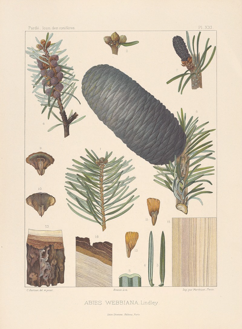 Iconographie des conifères Pl.01 by Léon Gabriel Charles Pardé, 1912-1914 — digital art print download