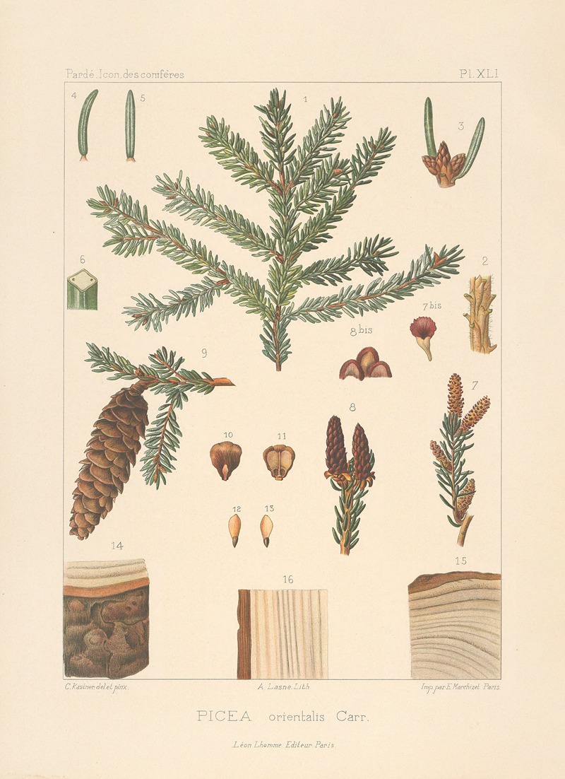 Iconographie des conifères Pl.03 — Léon Gabriel Charles Pardé
