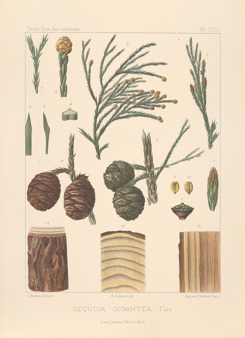 Iconographie des conifères Pl.04 by Léon Gabriel Charles Pardé, 1912-1914 — digital art print download