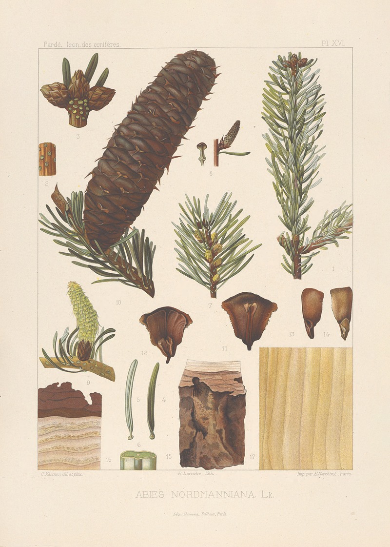 Iconographie des conifères Pl.06 by Léon Gabriel Charles Pardé, 1912-1914 — digital art print download