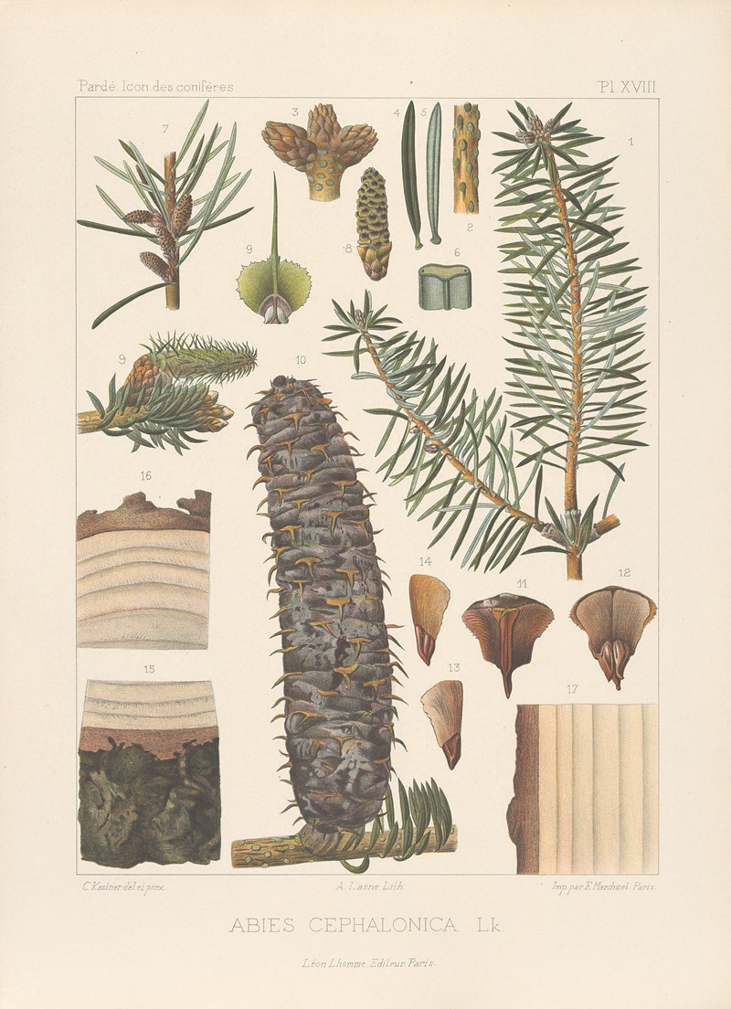 Iconographie des conifères Pl.07 by Léon Gabriel Charles Pardé, 1912-1914 — digital art print download